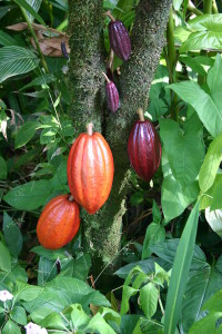 Какао-бобы разной степени зрелости