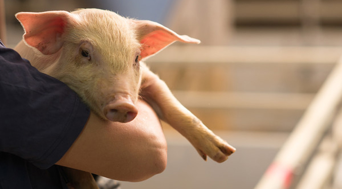 Atria: в 2016 году обработано свыше 100 000 свиней