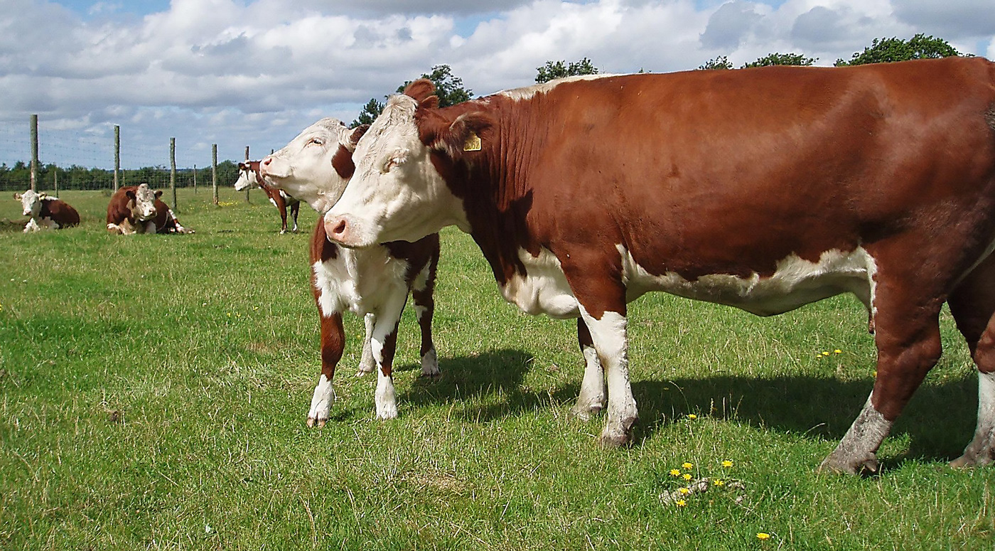 Мясной сектор Эстонии растёт