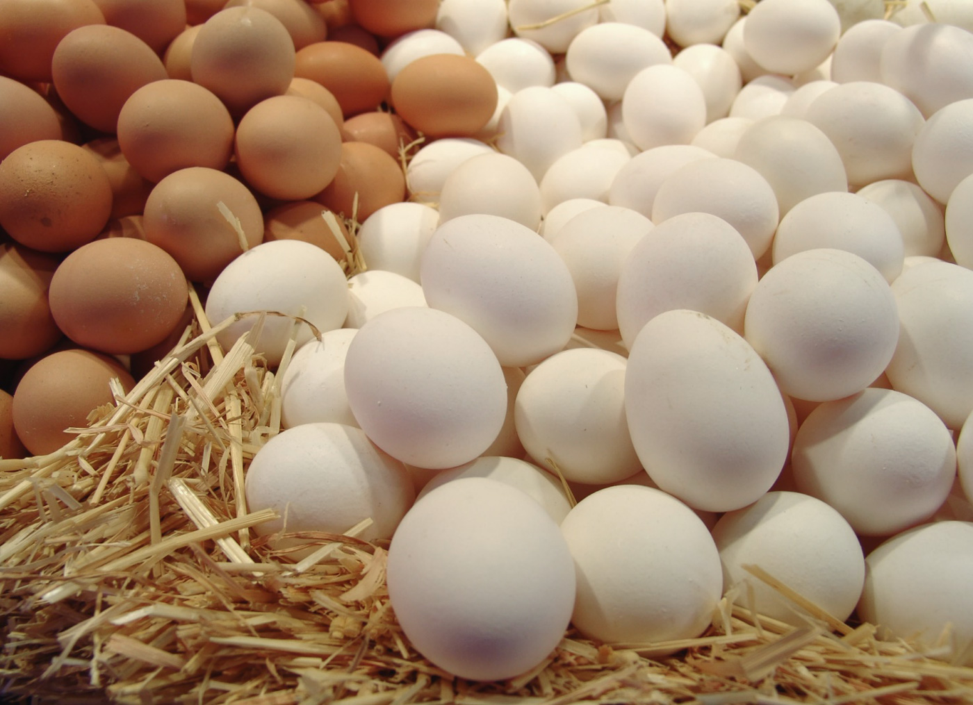Исследование: способ содержания кур практически не влияет на пищевую ценность яиц