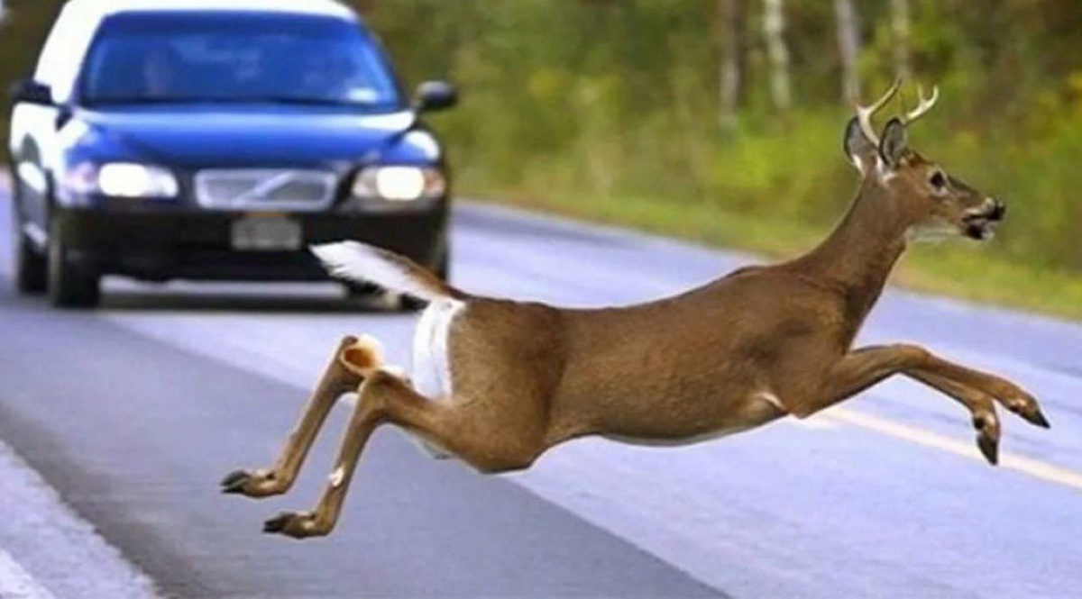PZU: будьте внимательны — на дорогах все чаще появляются дикие животные