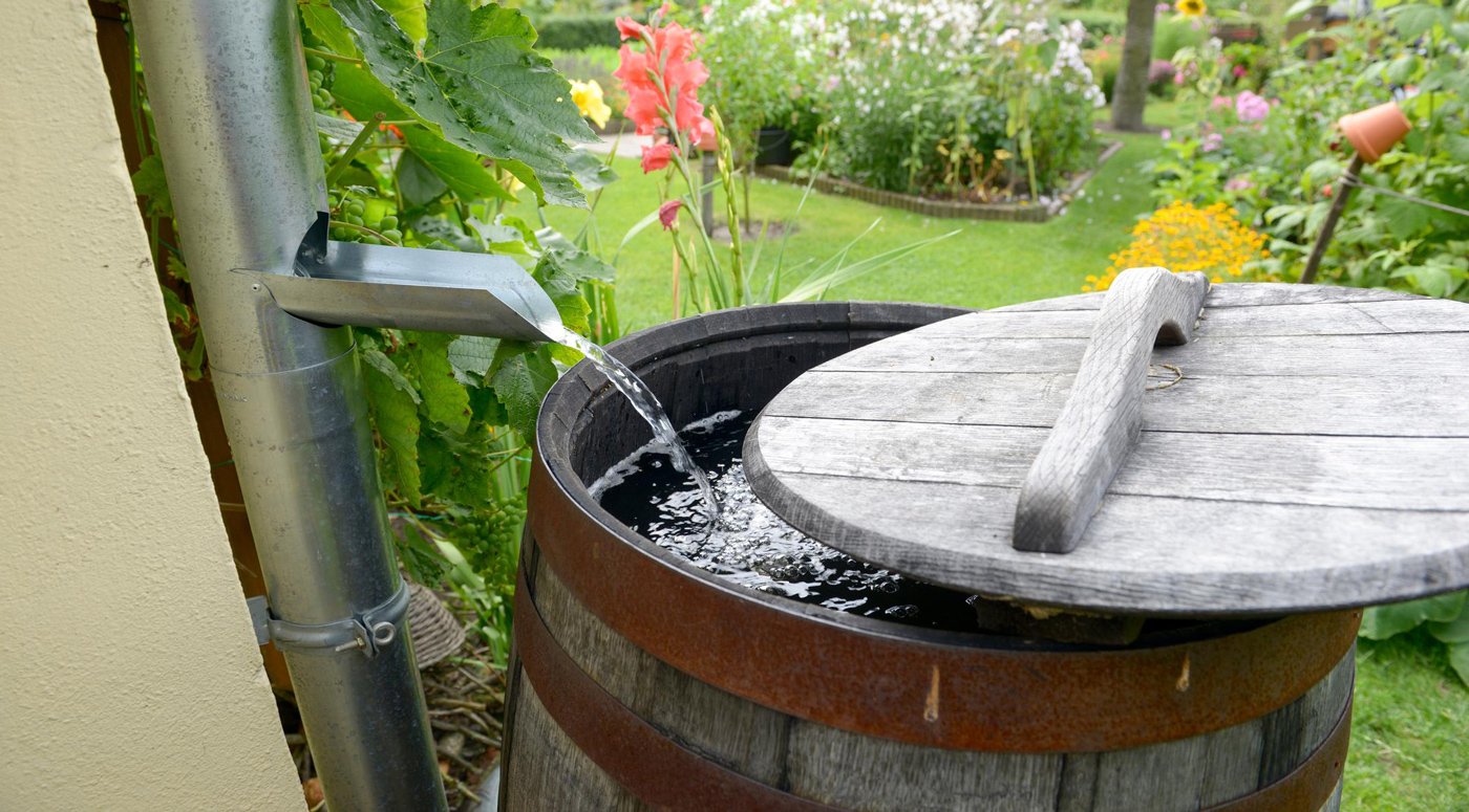 Как собрать дождевую воду для полива садовых растений